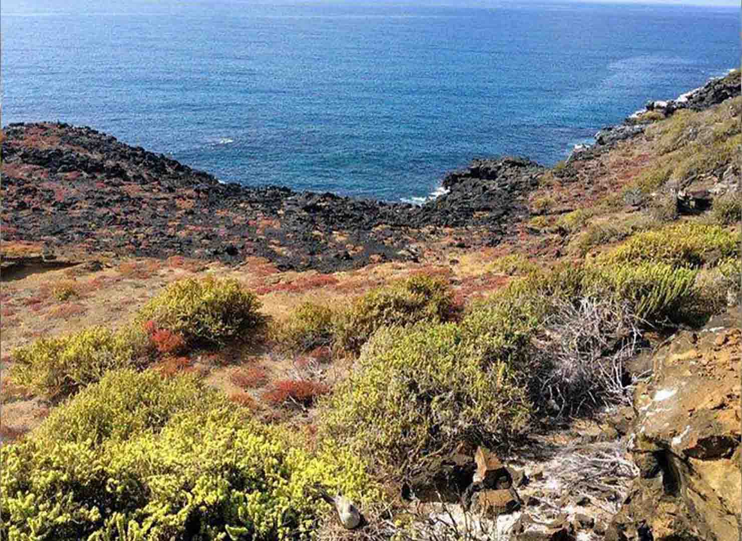 PUNTA-PITT-GO-1