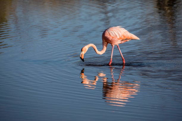 Flamingo- floreana Enderby