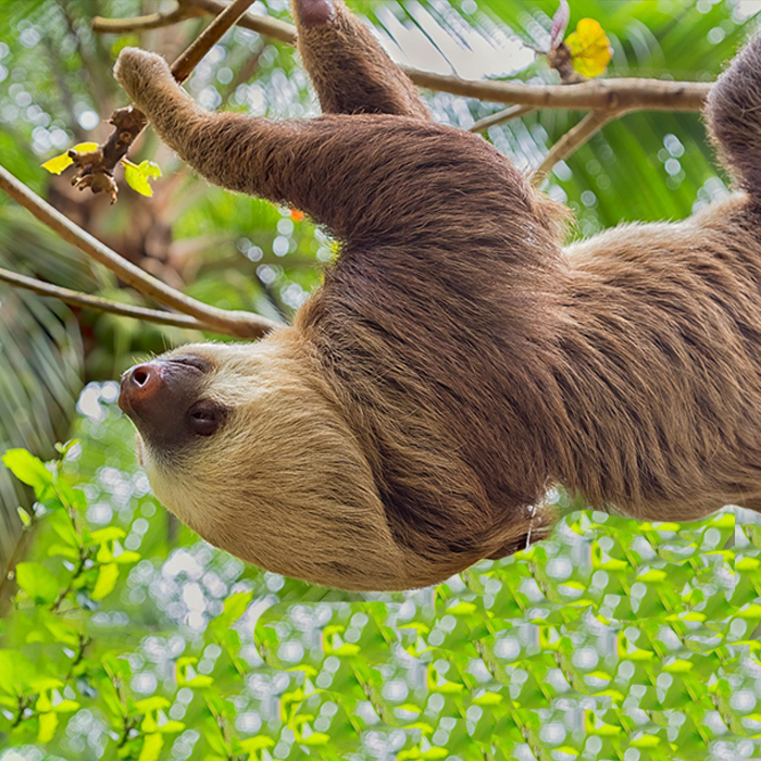 Amazonia-1