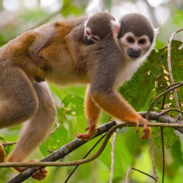 Amazonia-12