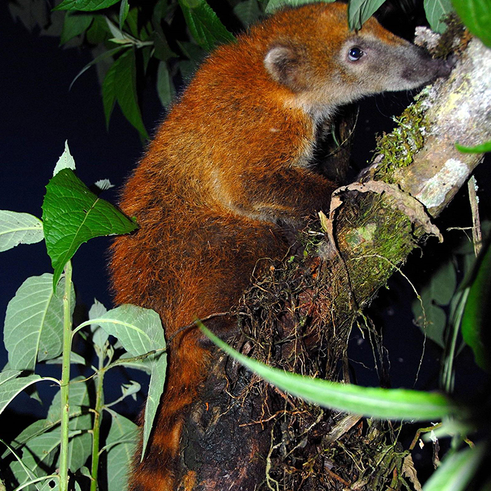 Amazonia-2