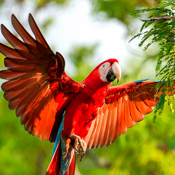 Amazonia-4