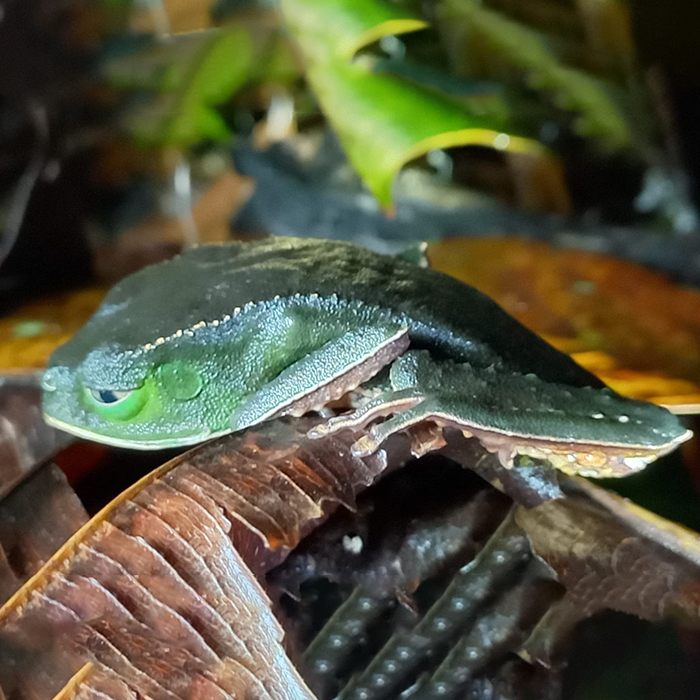 Amazonia-8