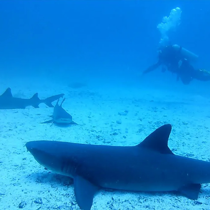 Buceo-12