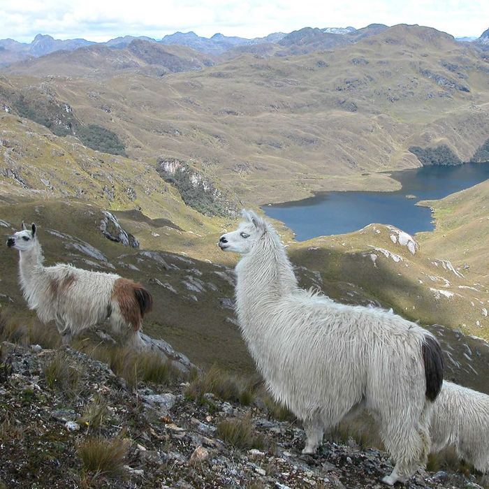 Cajas-2