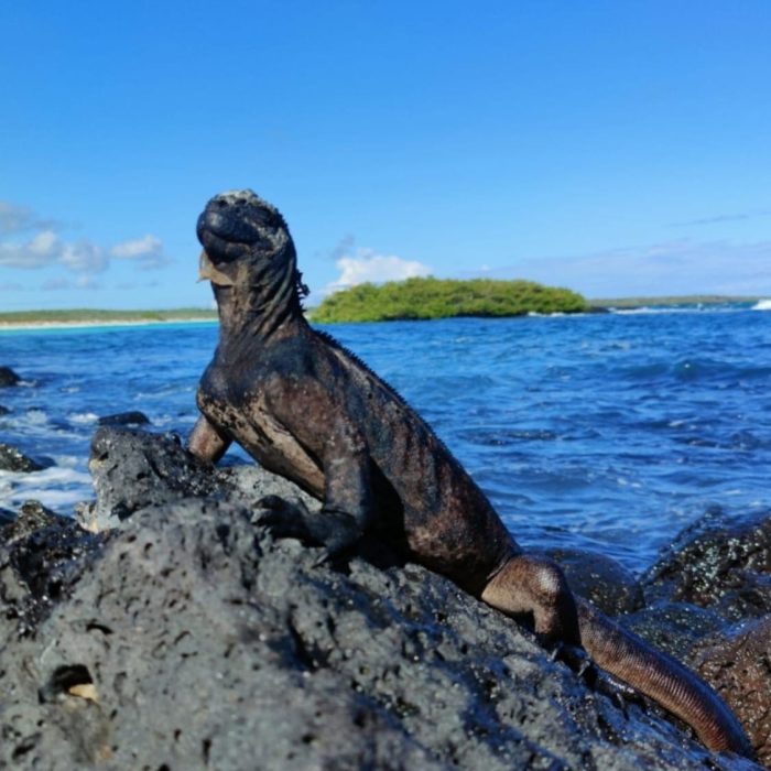 Iguana Floreana (1)
