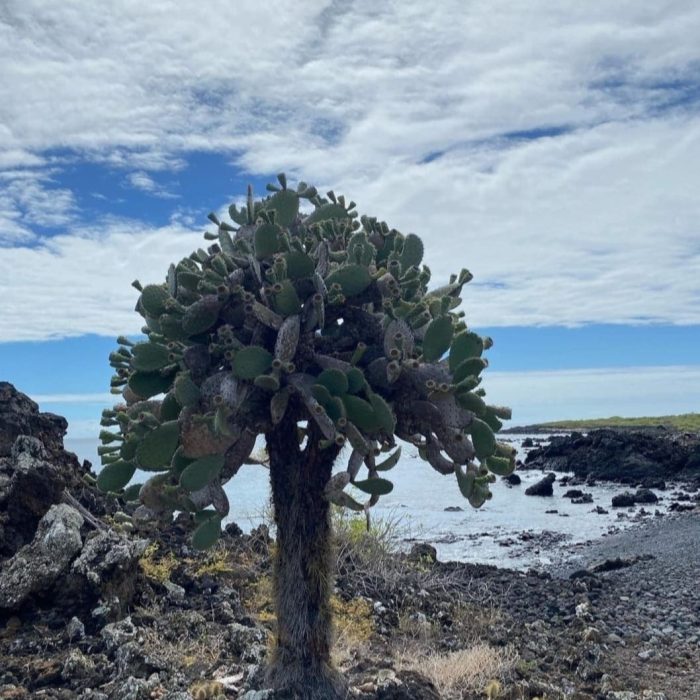 cactus-Floreana (1)